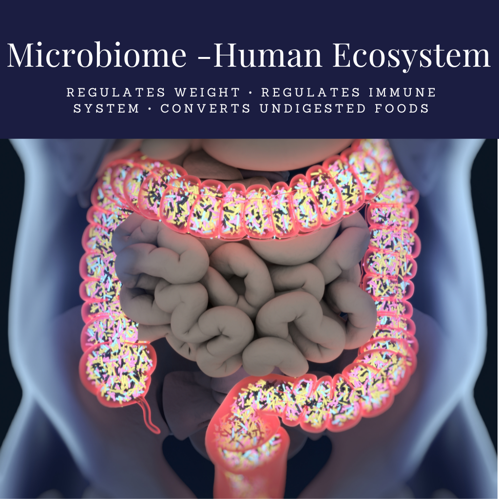 Microbiome - The Human Ecosystem