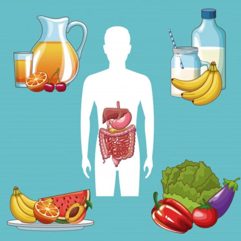 The Digestive System and Your Body's Wellness