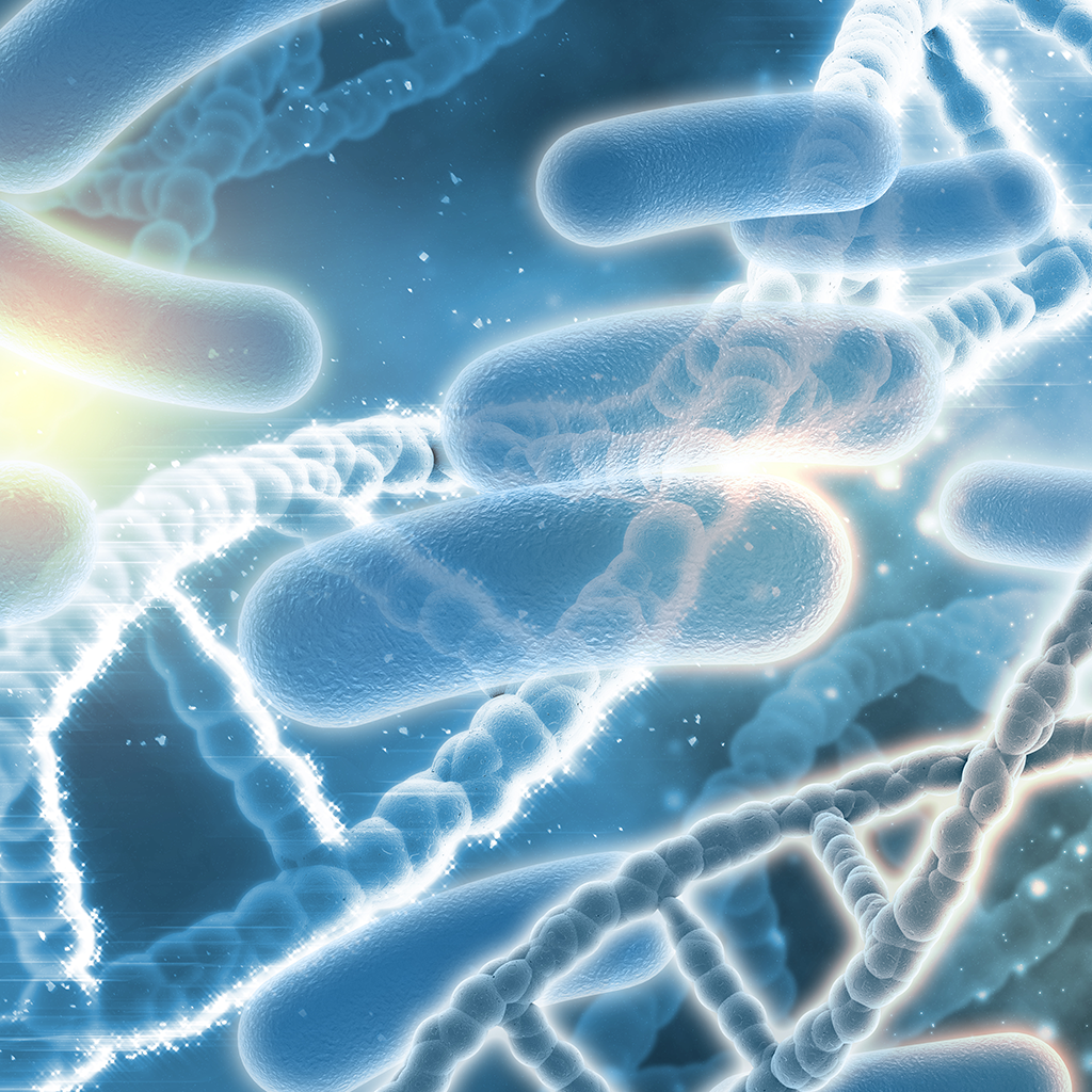 How do the good bacteria work?