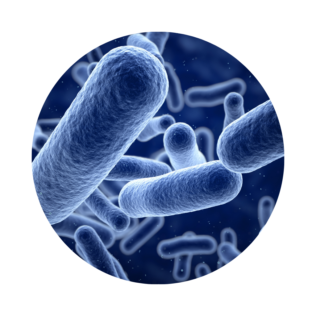 Immunity Fuel live bacteria