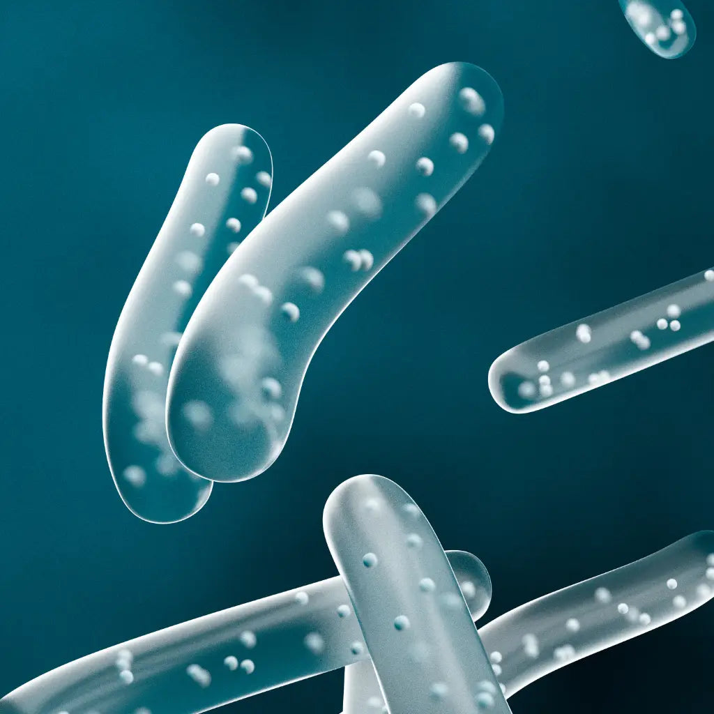 billions of multi strain probiotic cultures